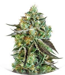 Sweet Nurse Auto CBD fem (Sweet Seeds)