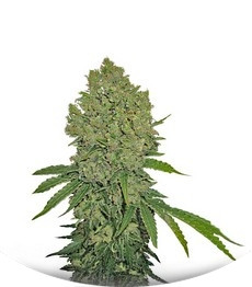 Prozack fem (Medical Seeds)