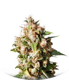 Queso (Kiss) fem (Kannabia Seeds)