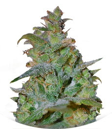 Auto AK fem (Female Seeds)