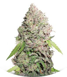 CBD Charlotte’s Angel fem (Dutch Passion)