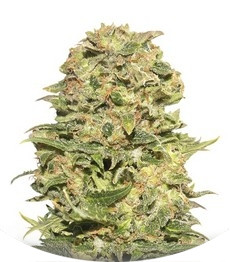 Exhibit #21 auto fem (Russian Genetic)