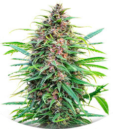 Fast N' Glorious reg (Mandala Seeds)