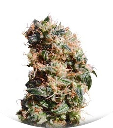 La Reina de Africa (Kaboom) fem (Kannabia Seeds)