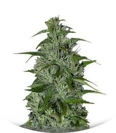 Master kush regular (Dutch Passion)