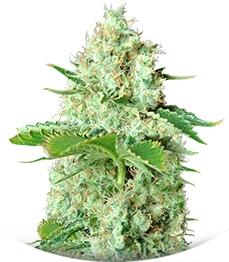 Bubblicious fem (Resin Seeds)