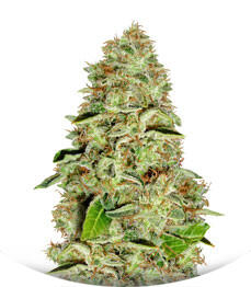 A-Train fem (Anesia Seeds)