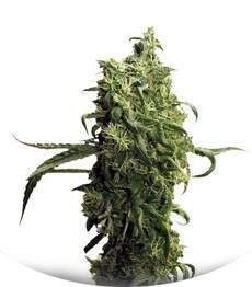 Dark Delight fem (Dutch Passion)