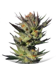 Faraona (Gypsy Kush) fem (Kannabia Seeds)