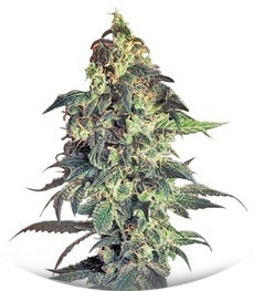 Northern VIP fem (VIP seeds)