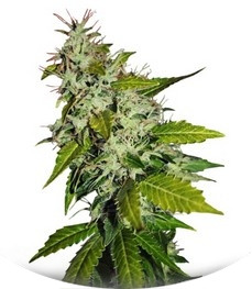 Snow Fruit fem (Sweet Seeds)