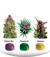 Colour Mix 1 fem (Dutch Passion)