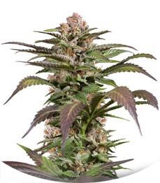 Purple Moby Dick fem (Dinafem Seeds)