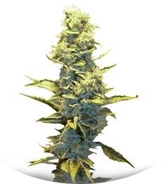 Fruit Autoflowering fem (Dinafem Seeds)