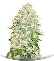 White Widow fem (Bulk Seed Bank)