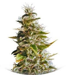 Botafumeiros fem (Sweet Seeds)