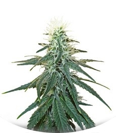 Early Skunk fem (Sensi Seeds)