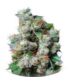 NBA Diesel fem (Bulk Seed Bank)