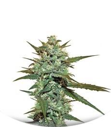 Sweet Haze regular (DNA Genetics)