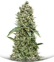 White Widow fem (Trikoma Seeds)