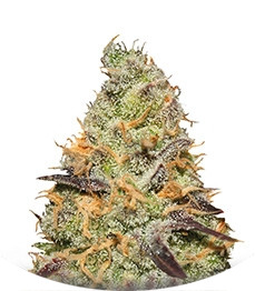 Blue Kush Berry fem (Paradise Seeds)