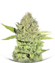 Devil Fruit fem (Medical Seeds)