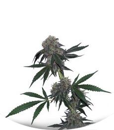 Jack Flash regular (Sensi Seeds)