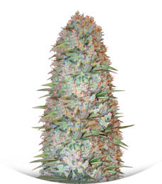 Red Russian XXL (White Russian XXL) fem (Victory Seeds)