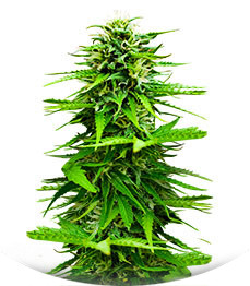 Snow Star Auto fem (Amsterdam Seeds)