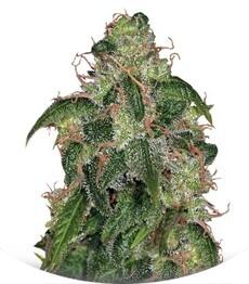 Zero Gravity regular (TH Seeds)