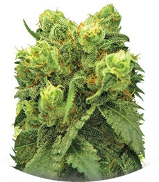 Pre-99 Big Bud (Big Bud) fem (Nirvana Seeds)