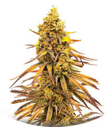 Black Widow fem (Amsterdam Seeds)