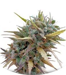 Hashplant Haze fem (DNA Genetics)