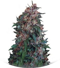 Hollands Hope regular (Dutch Passion)