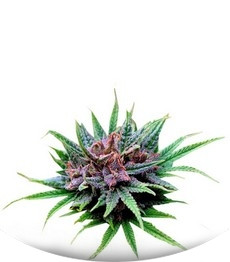 Passion #1 fem (Dutch Passion)