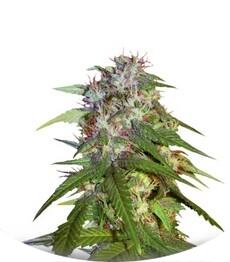 Sour Cream regular (DNA Genetics)