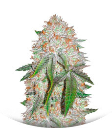 Auto Chocodope fem (Victory Seeds)