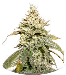 Gummy Skunk Fast Version fem (Easy Grow Seeds)