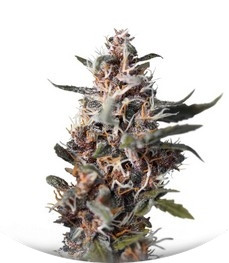 Auto Blackberry Kush fem (Dutch Passion)