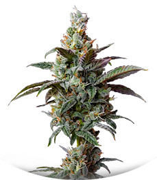 Blueberry Muffin fem (Humboldt Seed Company)