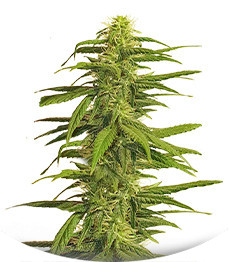 K-2 fem (Nirvana Seeds)