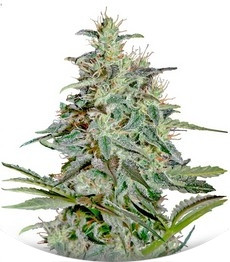 White Lemon fem (Strain Hunters)