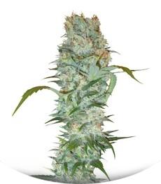 White Russian fem (Serious Seeds)