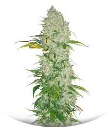 White Widow regular (Dutch Passion)