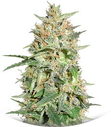 BubbleGummer fem (Female Seeds)