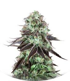 DarkStar Kush fem (TH Seeds)