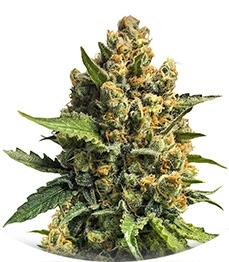 Misty Kush regular (Nirvana Seeds)