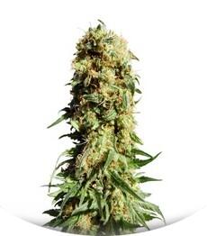 Original Berry fem (Kannabia Seeds)