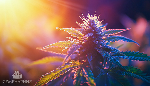 Подробнее об освещении для конопли