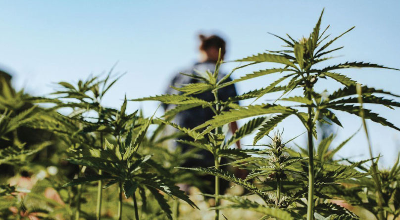 Цветение в аутдоре